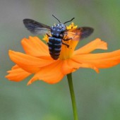 “Loài ong xanh hạnh phúc” xuất hiện tại công viên Fukuoka